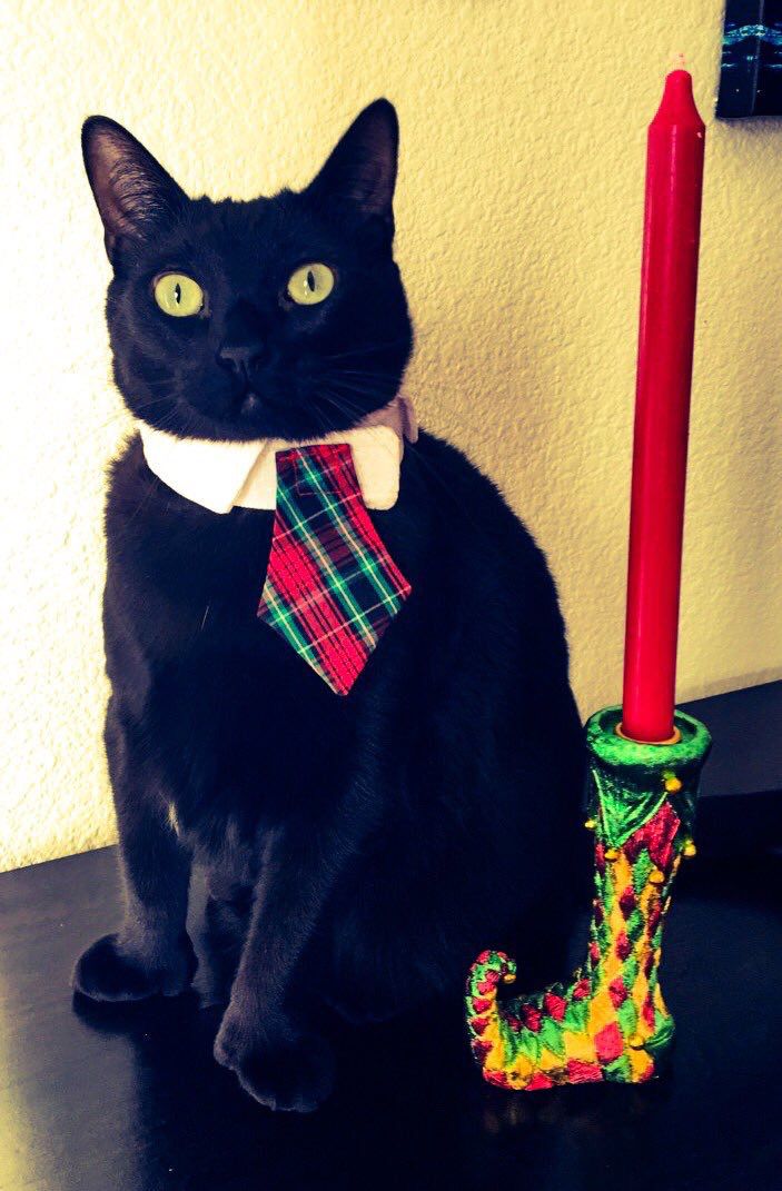 Christmas Cats